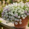 Thumbnail of related posts 034