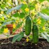 Thumbnail of related posts 165