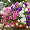 Thumbnail of related posts 162