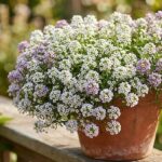 Thumbnail of post image 127